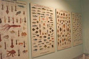 Fisch22